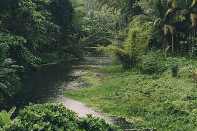 Scenic view of forest