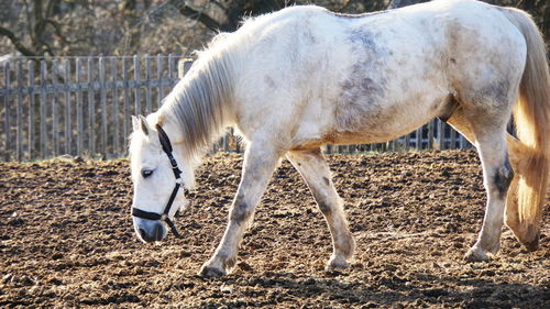 Horse standing in ranch