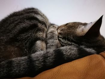 Close-up of cat sleeping at home