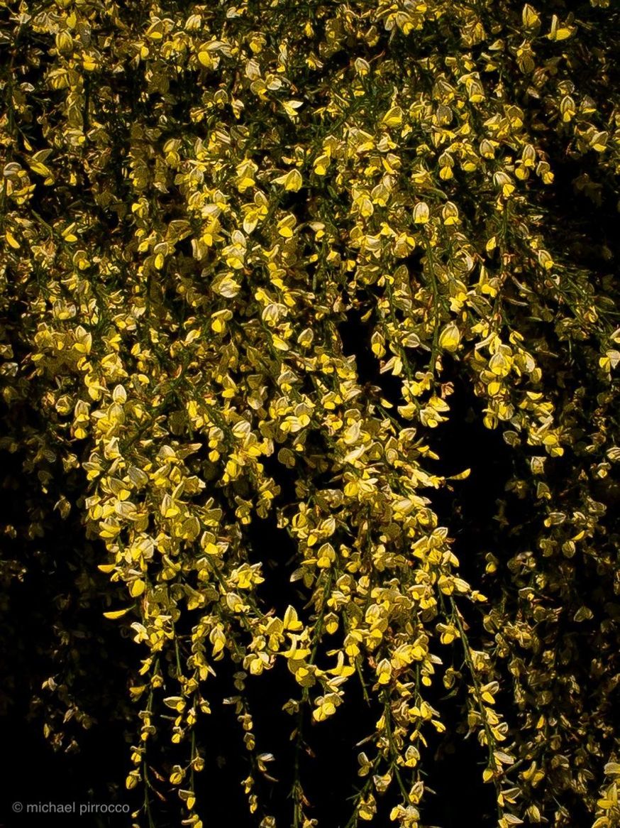 FULL FRAME SHOT OF YELLOW FLOWERING PLANT