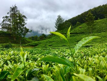 Plants growing on field against sky