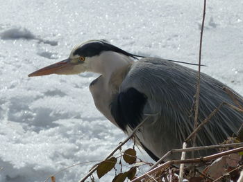 Close-up of bird during winter