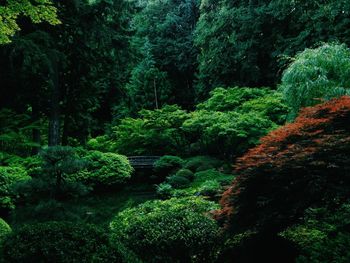 Trees in forest