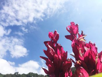 Low angle view of pink flowering plant against sky