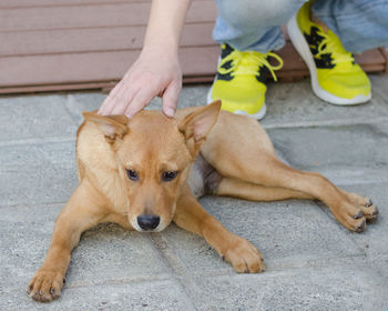 Low section of man with dog