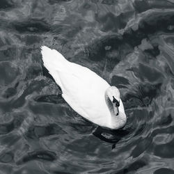High angle view of swan swimming in water