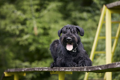 Portrait of dog during obedience training. giant schnauzer on obstacle course.