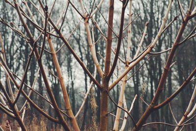 Close-up of bare trees in winter