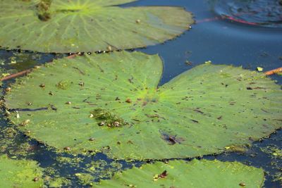 Close-up of water