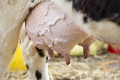 Close-up of a cow's udder