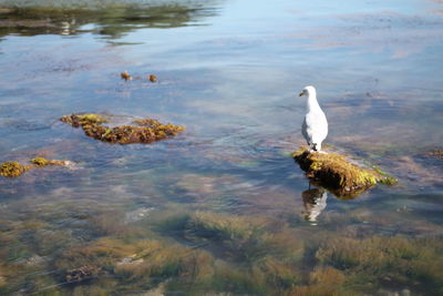 Close-up of birds perching on lake