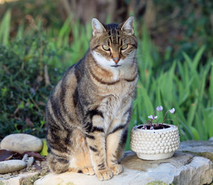 Cat sitting outdoors