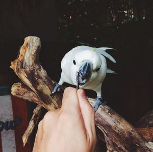 Close-up of hand holding bird