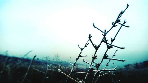 Close-up of plant against blurred background