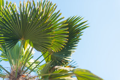 Low angle view of palm tree against clear sky