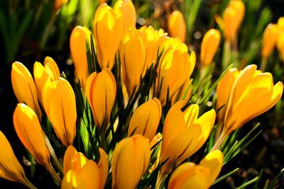 Close-up of yellow crocus 