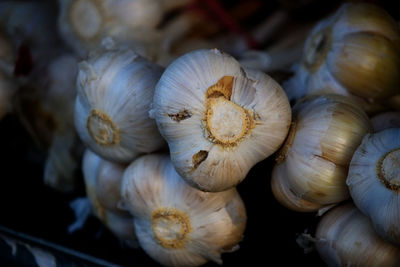 Close-up of garlic