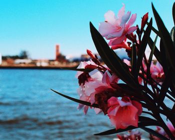 Close-up of pink flowers blooming in park