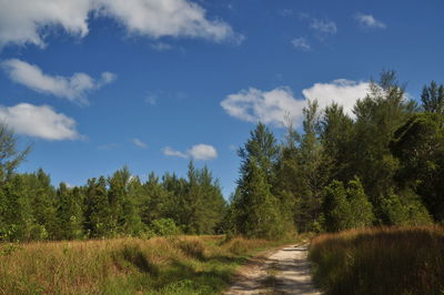 Dirt road amidst trees against sky