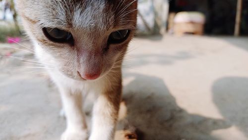 Close-up of a cat