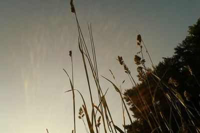 Low angle view of plants against sky at sunset