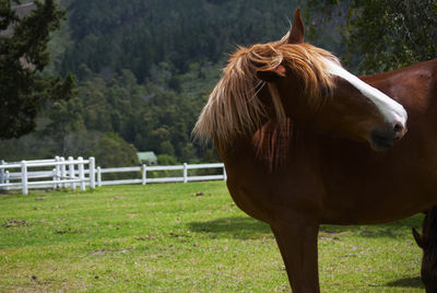 Horse in ranch