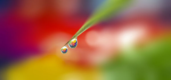 Close-up of wet leaf