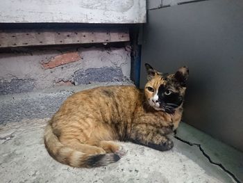 Portrait of cat sitting on floor