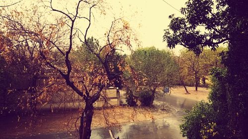 Trees by lake against sky during sunset