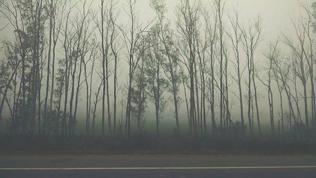 tree, tranquility, tranquil scene, nature, growth, fog, scenics, beauty in nature, sky, landscape, branch, bare tree, foggy, non-urban scene, road, outdoors, no people, day, field