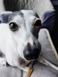 Close-up portrait of dog