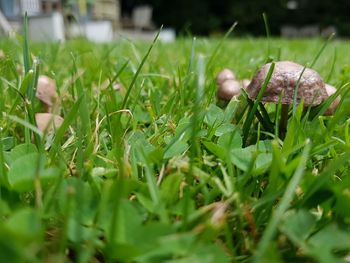 Close-up of small mushroom growing on field