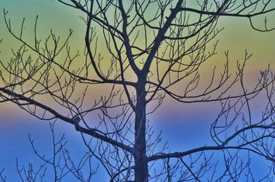 Low angle view of silhouette bare tree against sky