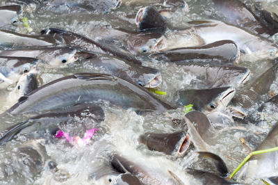 Full frame shot of fish in water