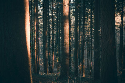 Scenic view of coniferous trees in a dense forest enlightened by the morning sun