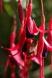 Close-up of insect on red flower