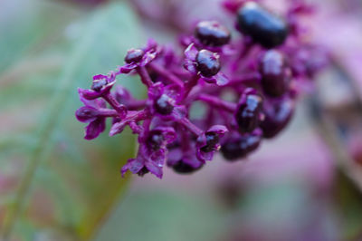 Close-up of pink flowering plant