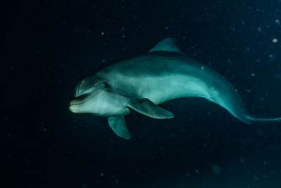 Dolphins swimming with divers in the red sea, eilat israel