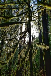 Low angle view of trees in forest