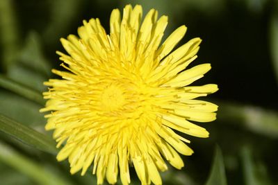 Close-up of yellow flower