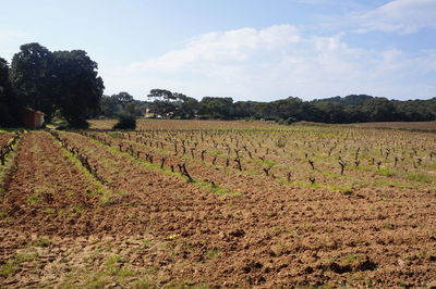 Scenic view of field against sky