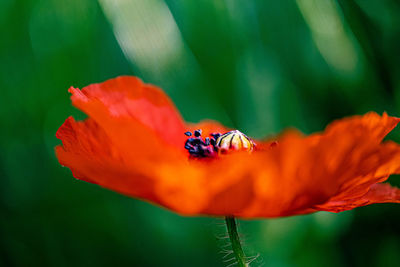 Close-up of red flower