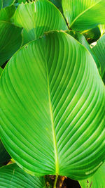 Full frame shot of palm leaves