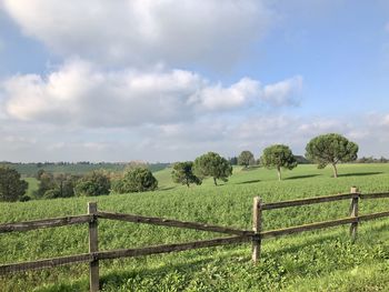 Scenic view of field against sky