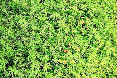 Full frame shot of leaves on field