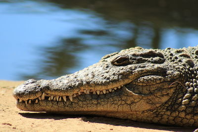 Close-up of a lizard