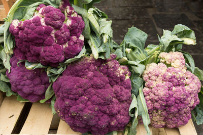 Close-up of purple cauliflowers