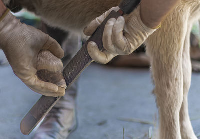 Farrier working on baby shetland pony feet