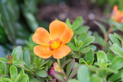 Close-up of orange flowering plant