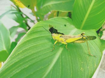 Close-up of insect on leaves